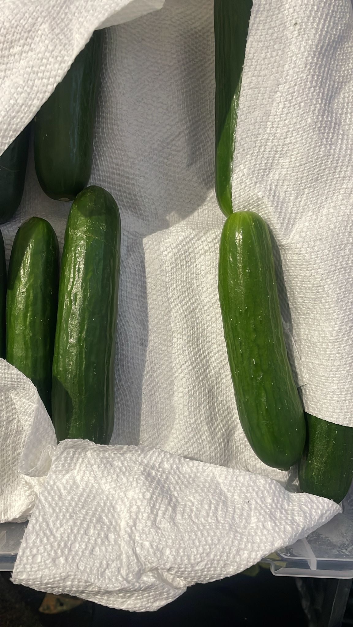 Cucumber