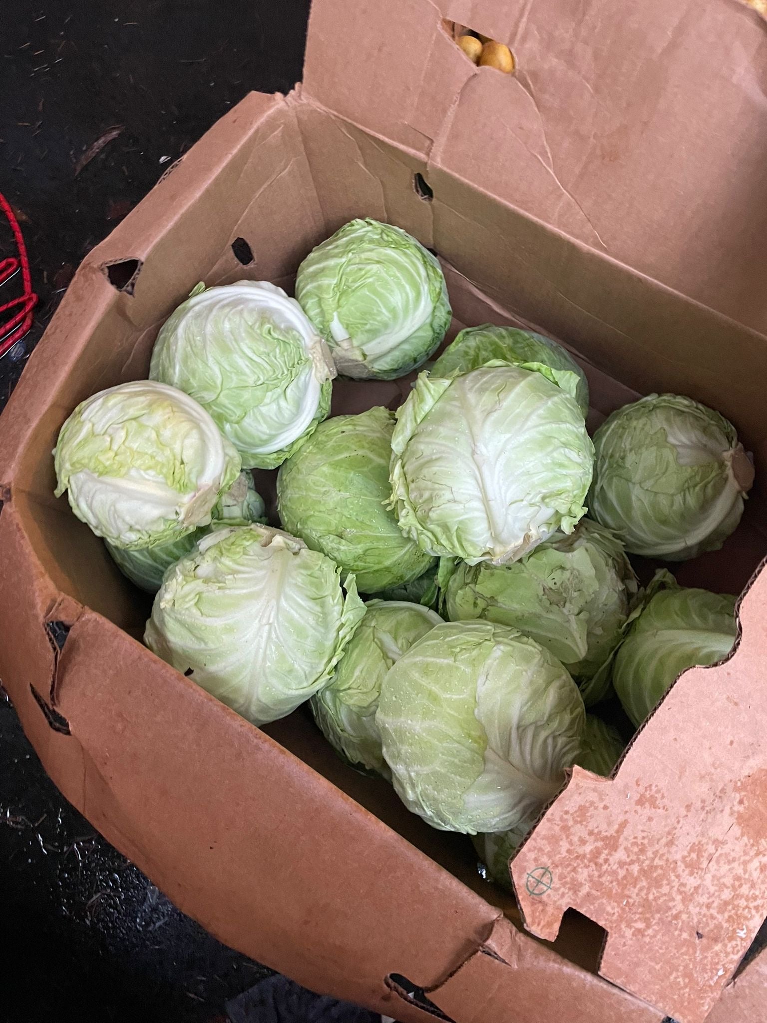 Cabbage