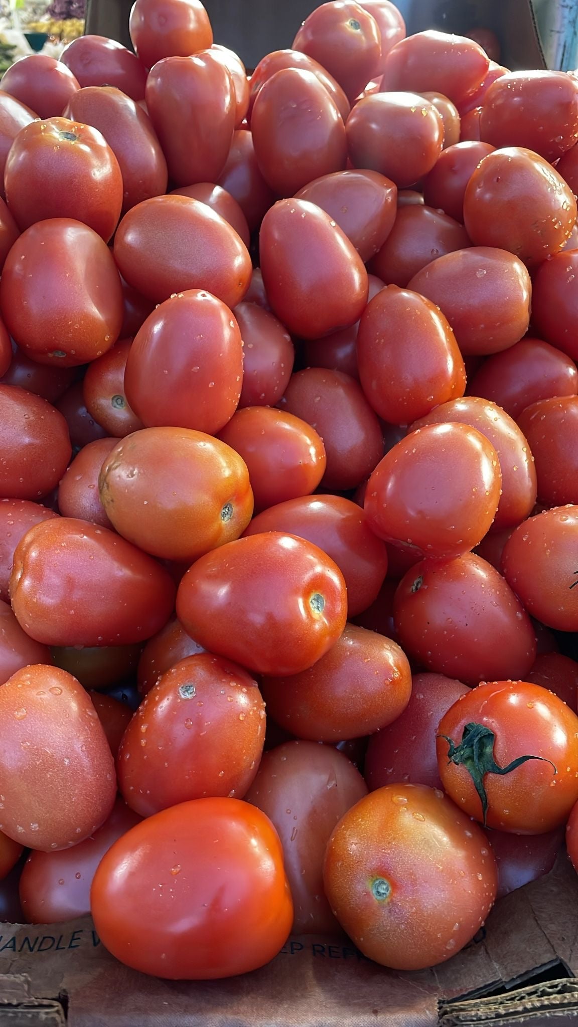 Tomato