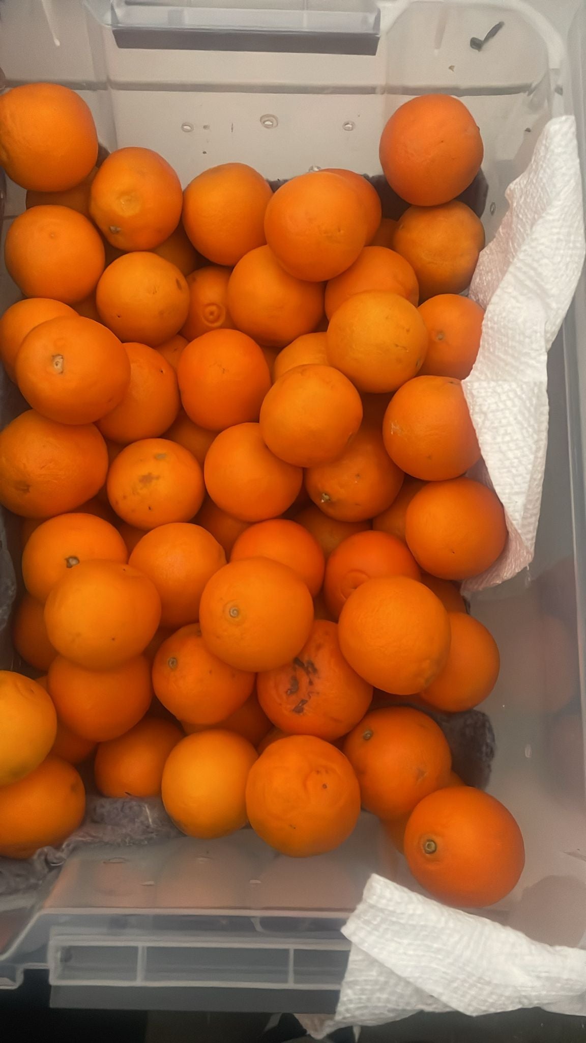 Oranges