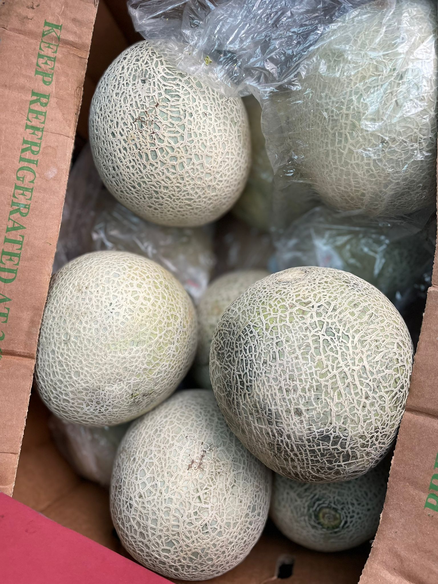 cantaloupe